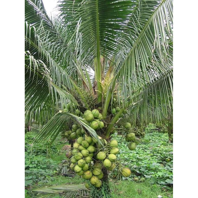 Bibit kelapa kopyor super genjah