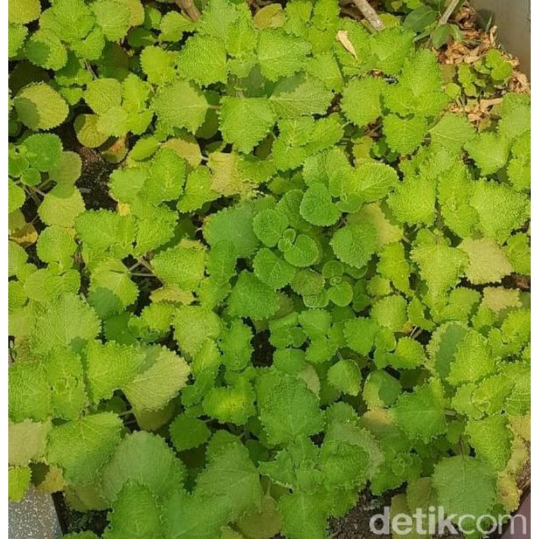 

DAUN BANGUN BANGUN SEGAR 500GRAM/ PETIK SENDIRI