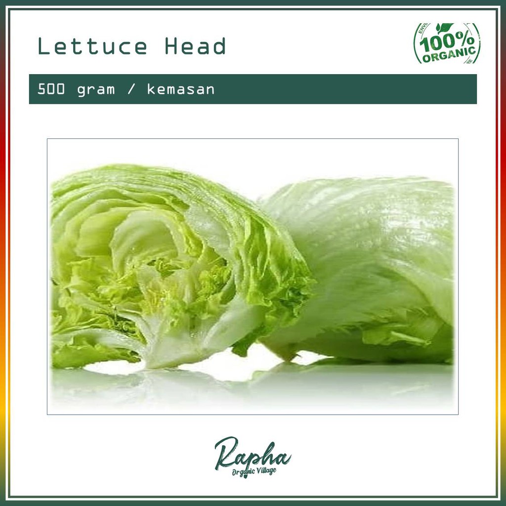 

Lettuce Head Organik