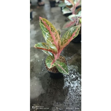 bunga aglonema widuri