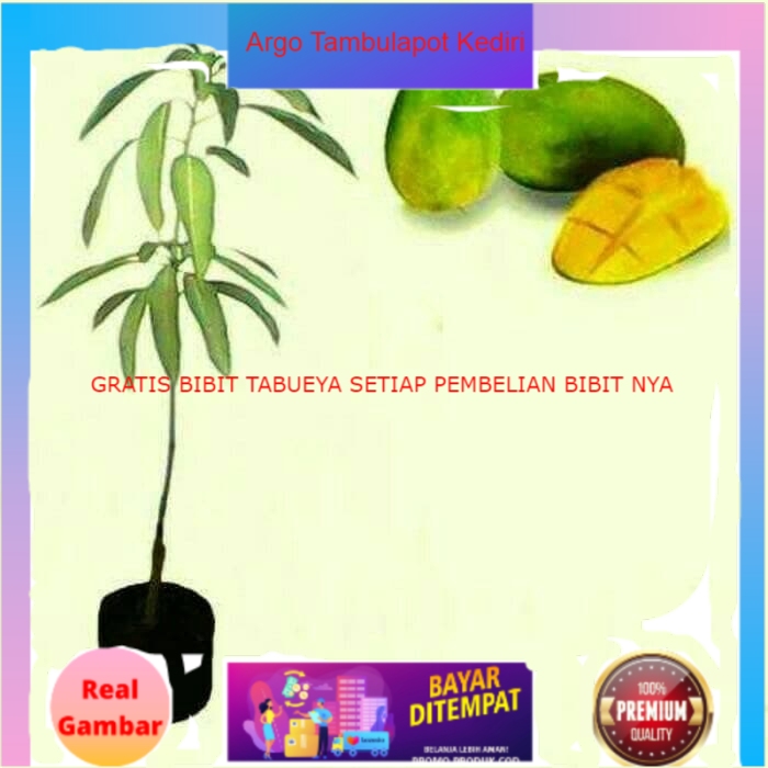 Bibit tanaman buah Bibit Mangga Gadung