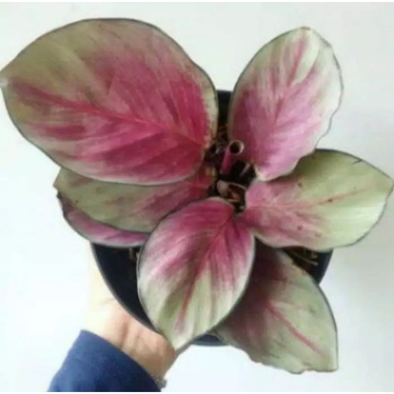 TANAMAN HIAS CALATHEA PINK SILVER