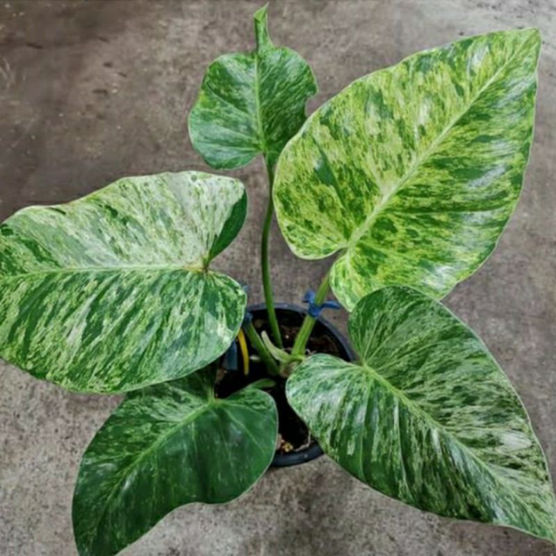TANAMAN HIAS PHILODENDRON GIGANTIUM VARIEGATA MARBLE