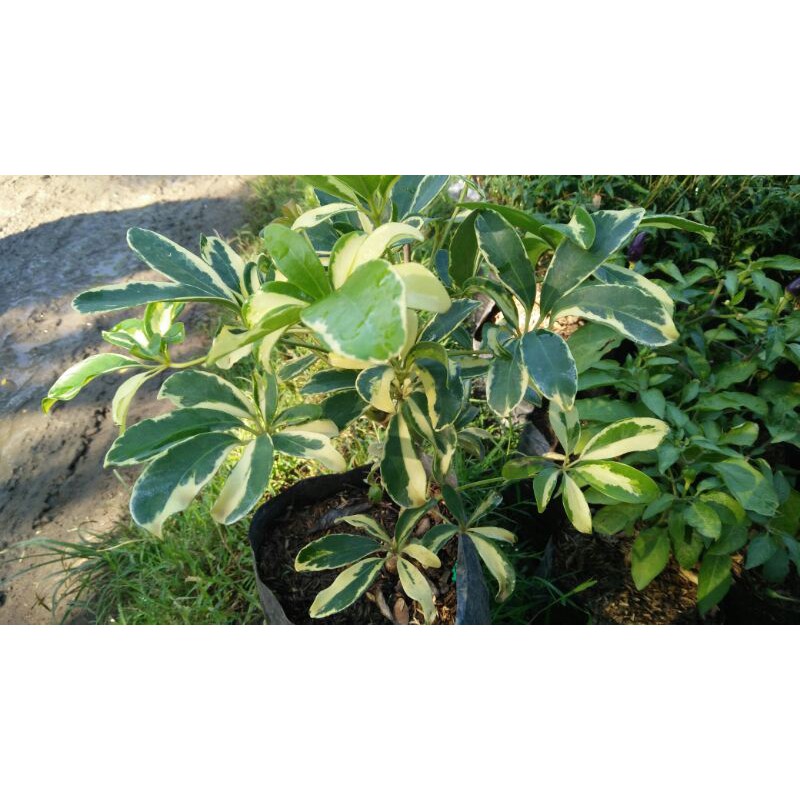 Bibit Bunga Wali Songo Varigata | Daun Walisongo Varigata