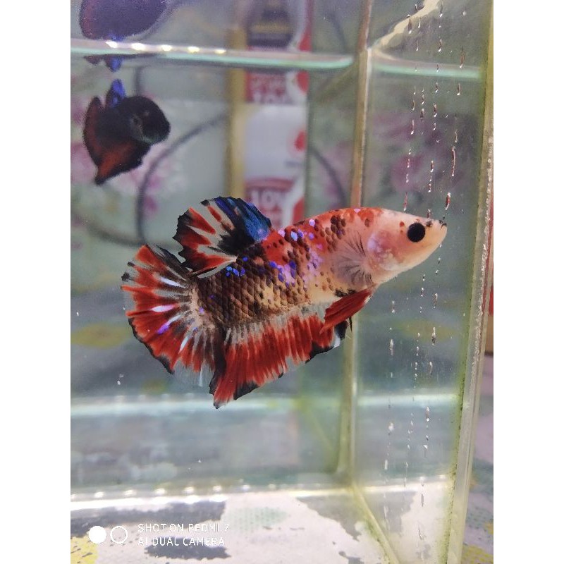ikan cupang koi multi galaxy