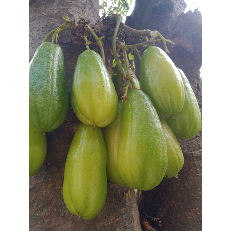 

Belimbing Wuluh 1000/ pcs. Baru dipetik saat dipesan.