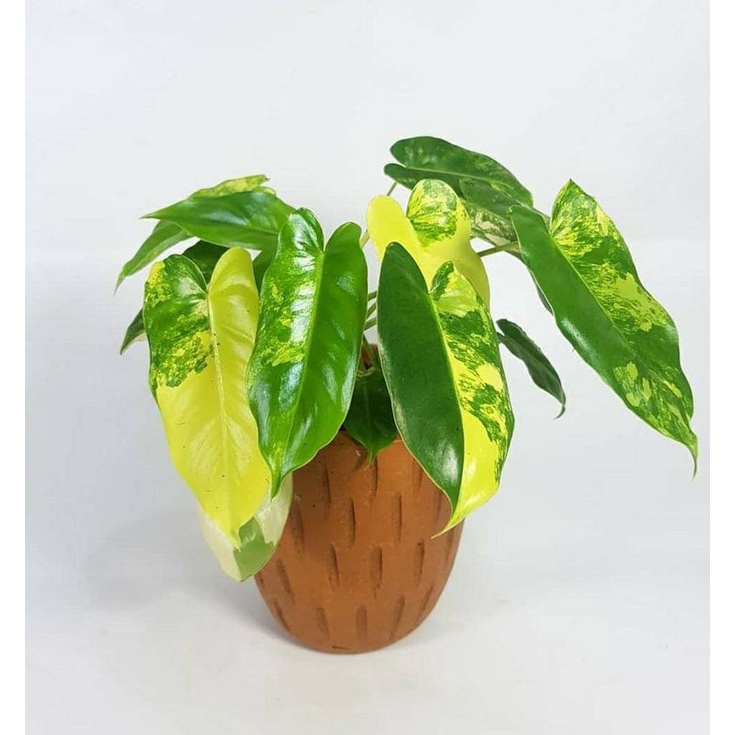 Burlemarx Variegata / Philodendron Burlemax Variegata