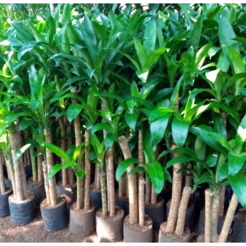 Pohon bonsai anjungan hijau tinggi 1meter
