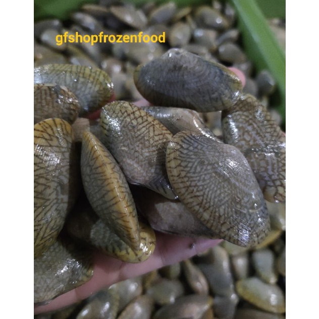 

Kerang Batik 1kilo 1000g Fresh Beku (FROZEN FRESH)