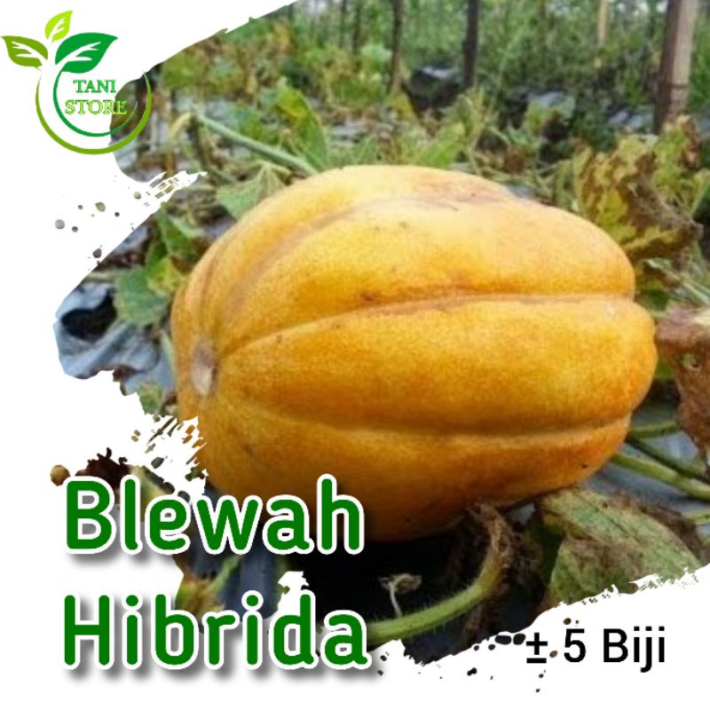 ±5 biji benih blewah unggul F1_bibit blewah