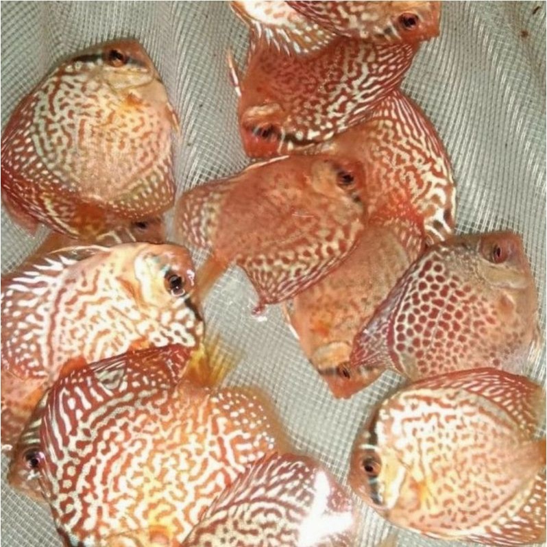 IKAN DISCUS LLS MURAH SIZE 2 IN