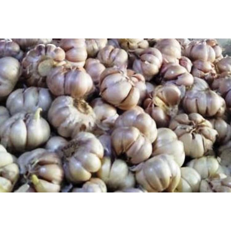 

bawang putih 100 gram - 250 gram sayur bandung