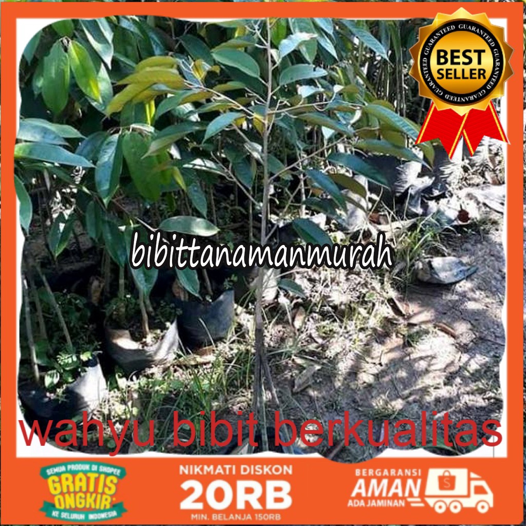 Bibit durian montong kaki 3 super