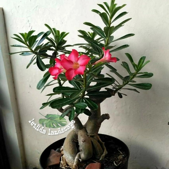 Tanaman Hias-Adenium/Bonsai Kamboja Bunga Merah