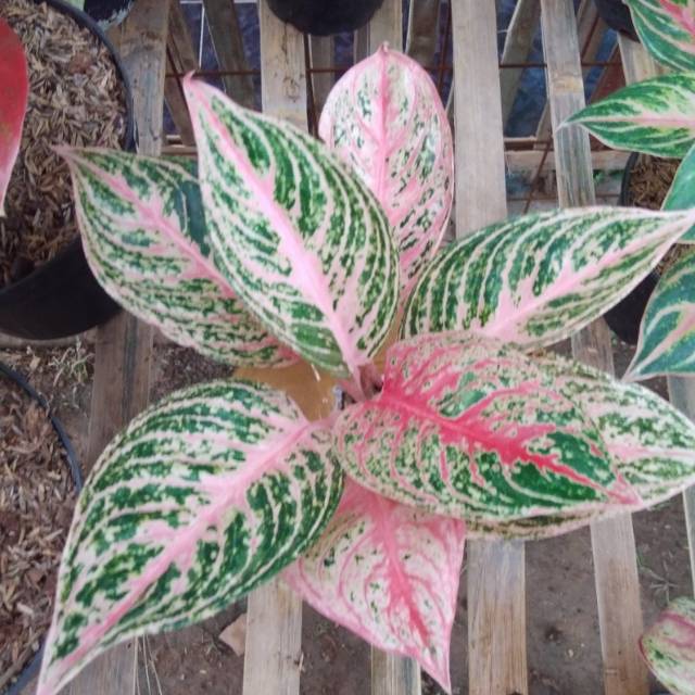 Tanaman Aglonema paulina