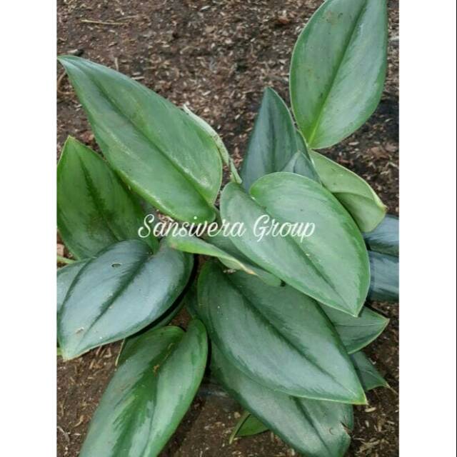 Scindapsus Treubii Moonlight / Sirih Scindapsus Susu