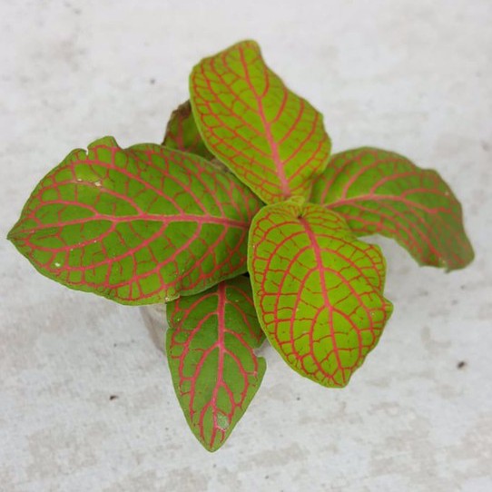FITTONIA KUNING / RED ANNE