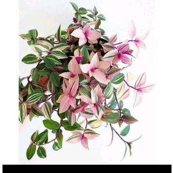 Tanaman Hias Tradescantia Fluminensis Tricolor