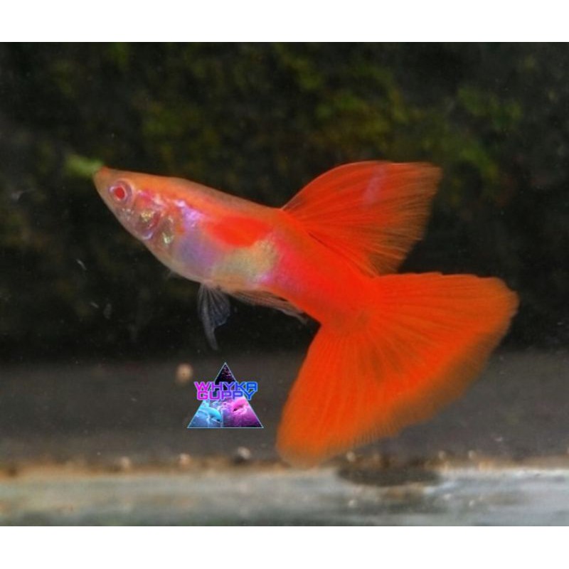 

Ikan Guppy Albino Half Red