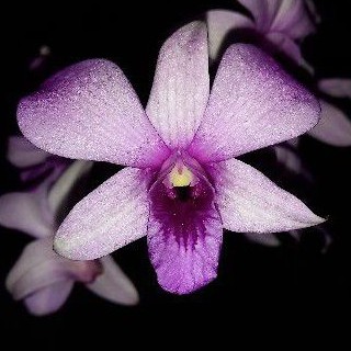 dendrobium mentangai
