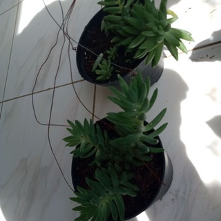 Tanaman Hias Sukulen Gantung