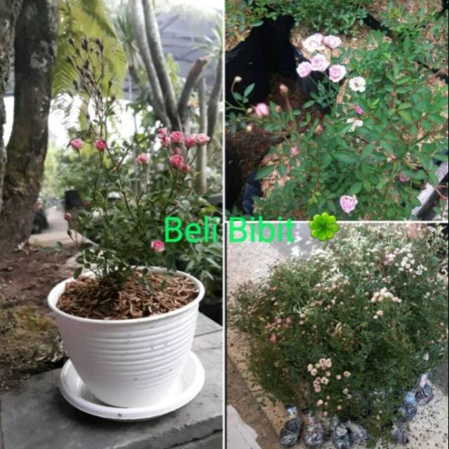 Bibit tanaman baby rose