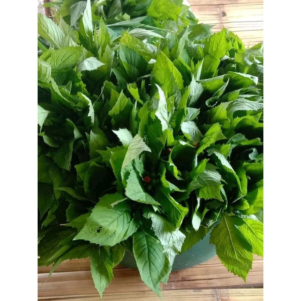 

Daun jintrong segar atau daun sintrong 1 kg