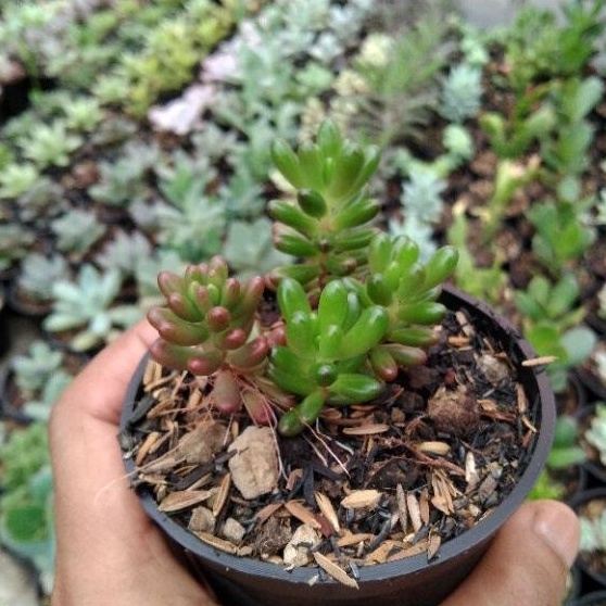 kaktus sukulen// echeveria sedum jelly bean rubrotinctum