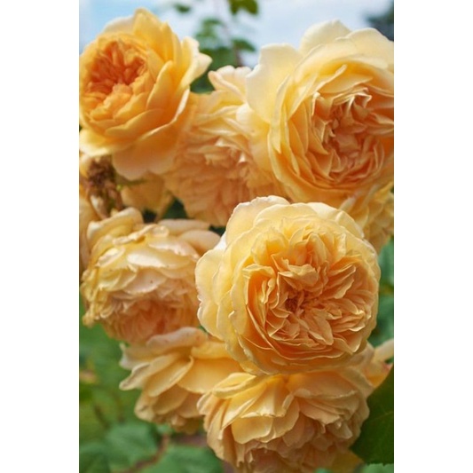 Tanaman Hidup Bibit Bunga Mawar Import Graham Thomas-mawar hidup-mawar kuning-mawar rambat-mawar mur