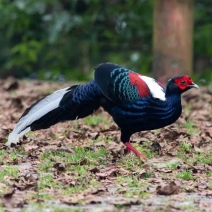 

TELUR AYAM HIAS RINGNECK PHEASANT JENIS SWINHOE FERTIL ASLI UNTUK TERNAK