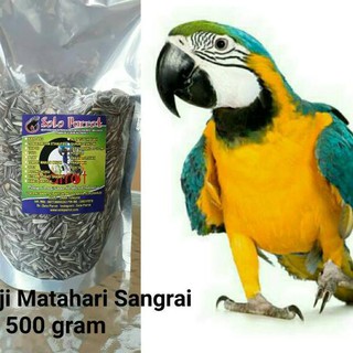 Cod E 147 Kwaci Sangrai Buat Burung Parrot Falk Lovebird Betet Irn