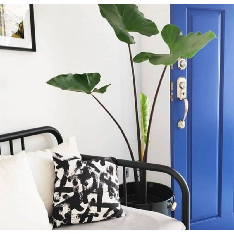 Bantal Kursi Sofa Cushion 40x40 cm