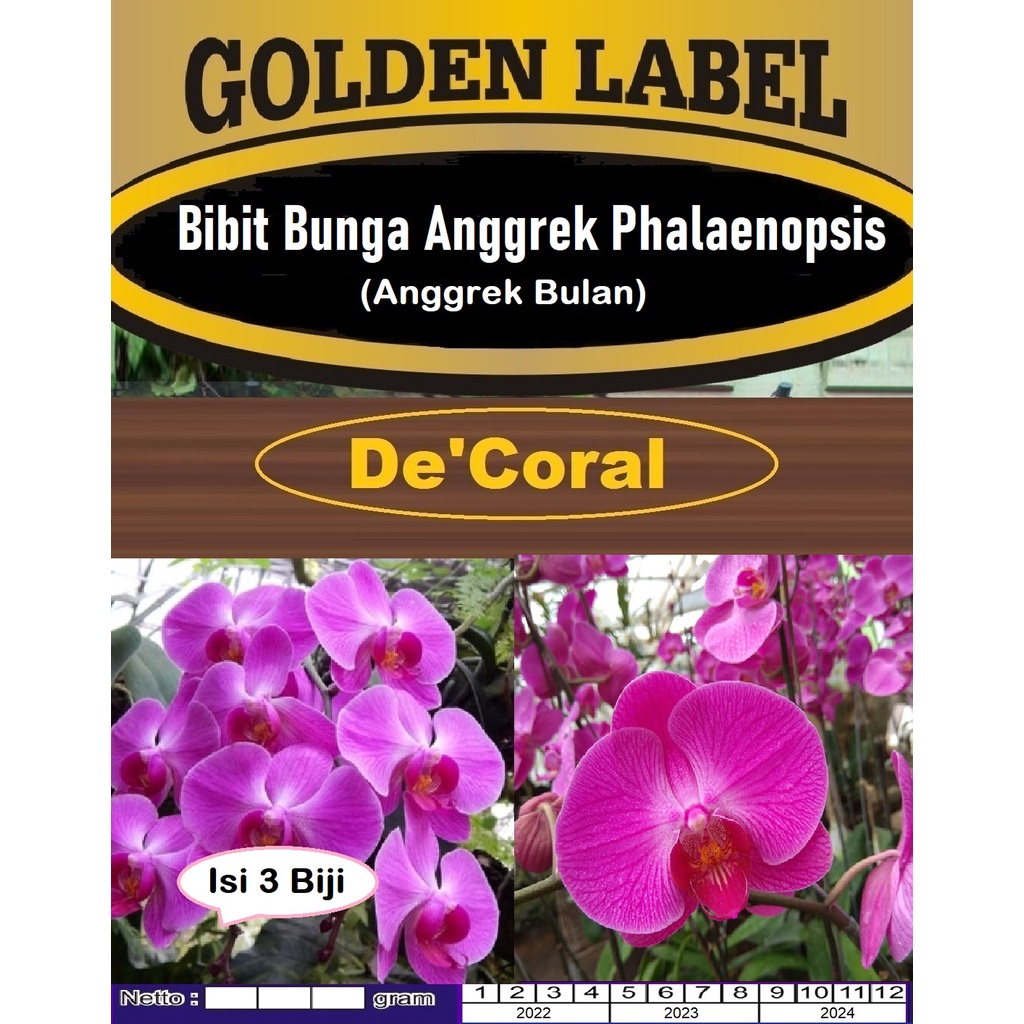 Bibit Bunga Anggrek Phalaenopsis|Bibit Anggrek Bulan|Anggrek Pink