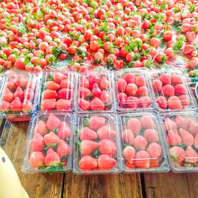 

STRAWBERRY SUPER PREMIUM FRESH!!! BEST SELLER