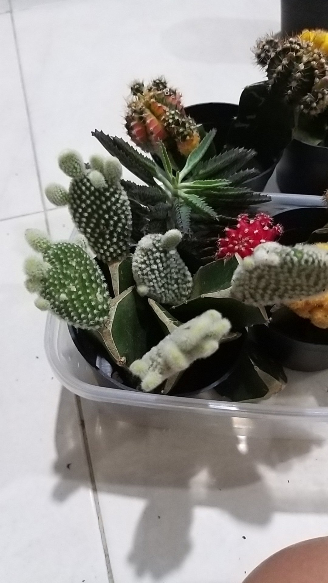 Kaktus Panda 5pcs/150k