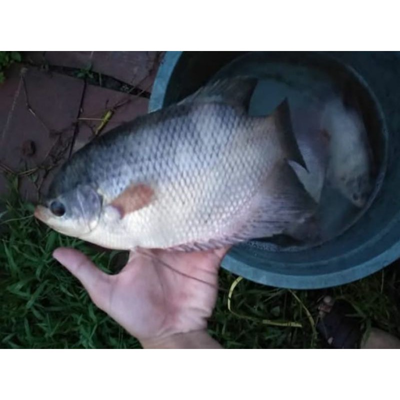 

IKAN GURAME HIDUP - EKOR