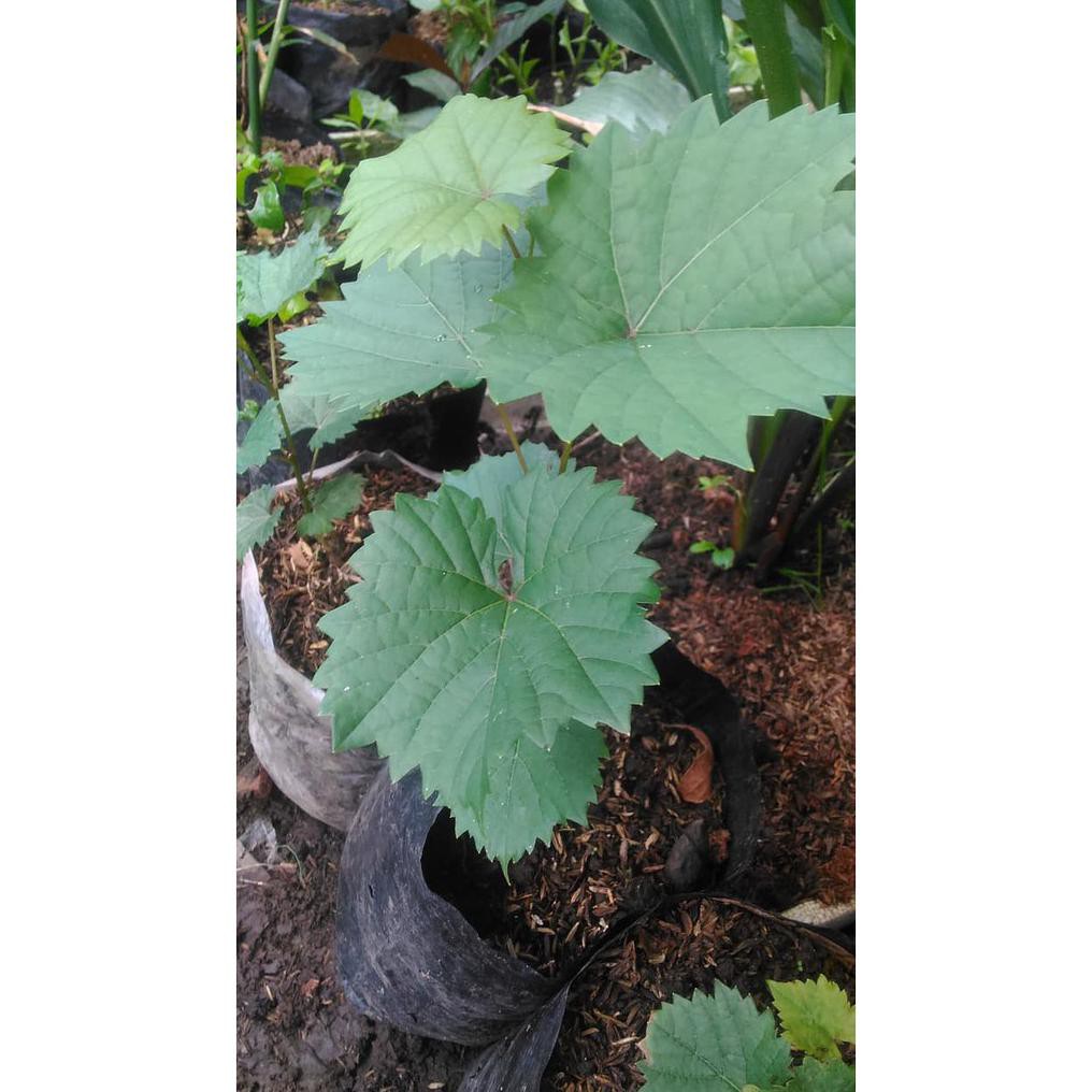 Anggur Hijau / Bibit Anggur Hijau / Bibit Anggur *_@