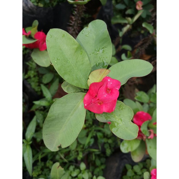 Tanaman Hias Eforbia Merah