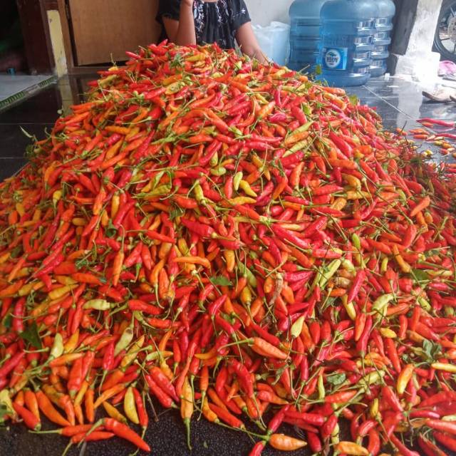 

Cabe rawit hasil panen