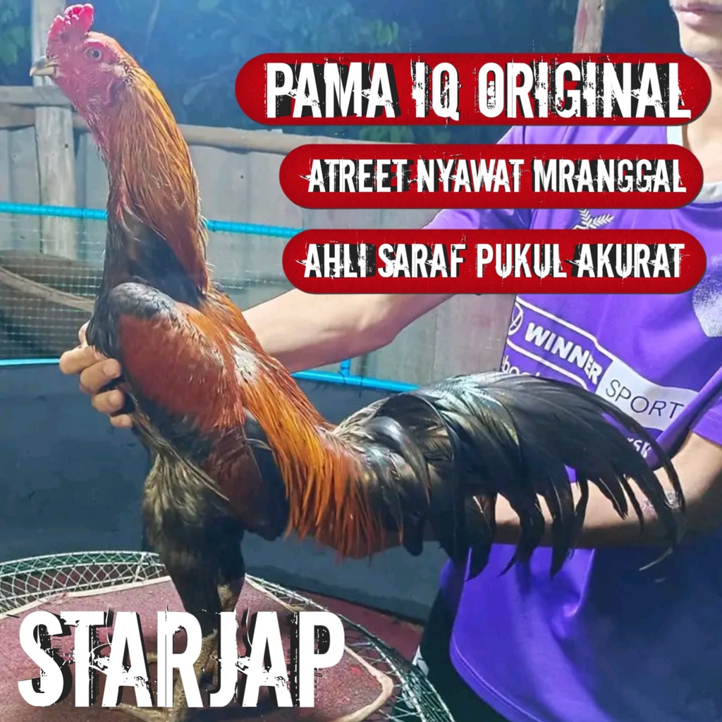 ayam bangkok asli pama impor thailand super jalu pukul saraf pakhoy brutal telur fertil siap tetas