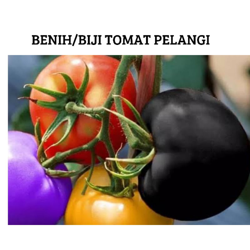 Benih Biji Tomat Pelangi