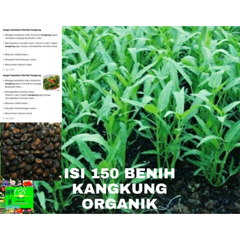 kangkung organik/150 benih kangkung air dan kangkung darat