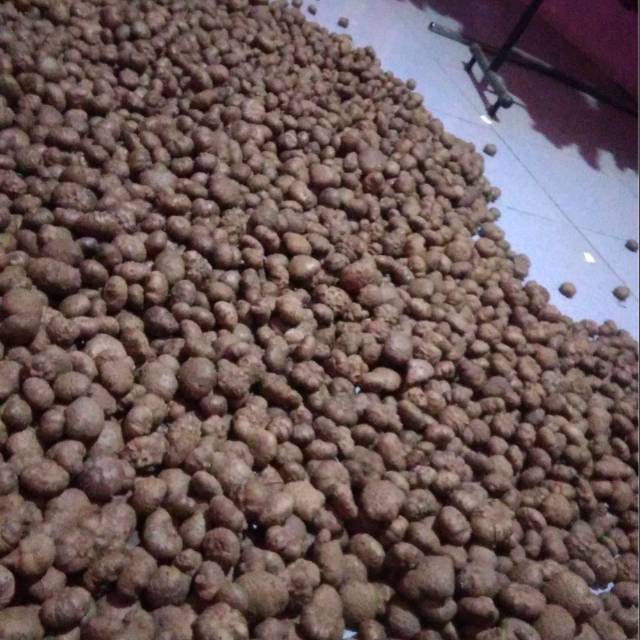 Bibit porang super 1kg isi 100-150 biji