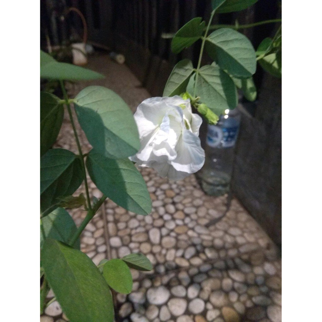 60 Kolase Bunga Kembang Sepatu Terbaru Top Koleksi Gambar