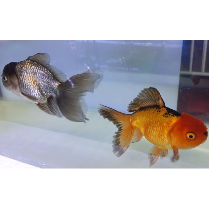 ikan koki oranda black gold dan black jambul ,jumbo.jantan