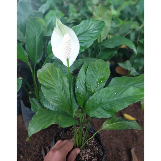 Tanaman Hias Peace Lily / Spatufilum berBunga Indoor Atau Outdoor