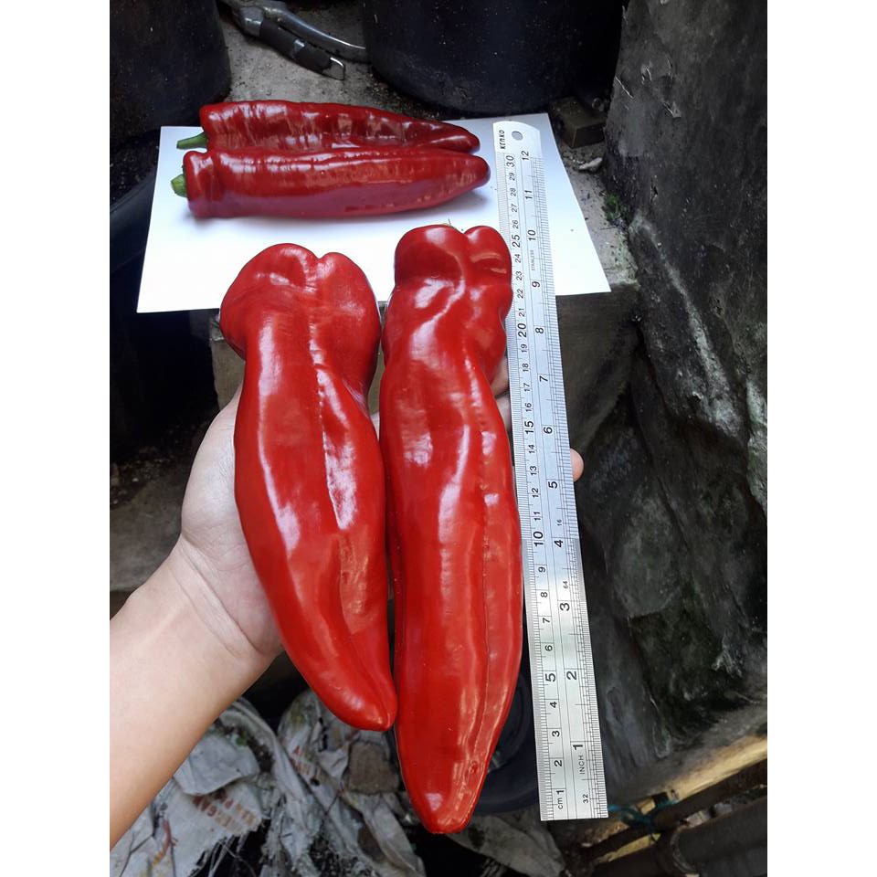 Benih Bibit Biji - Cabai Red Sweet Italian Pepper Paprika Merah Manis Jumbo Pepper Seeds