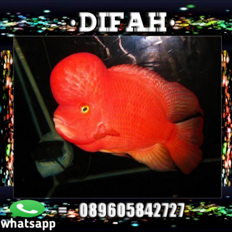 (COD) BURAYAK IKAN LOUHAN KAMFA RED MONKEY (RM) 2CM