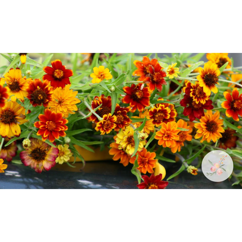 Benih-Bibit Bunga Zinnia Persian Carpet Mix (Haira Seed)