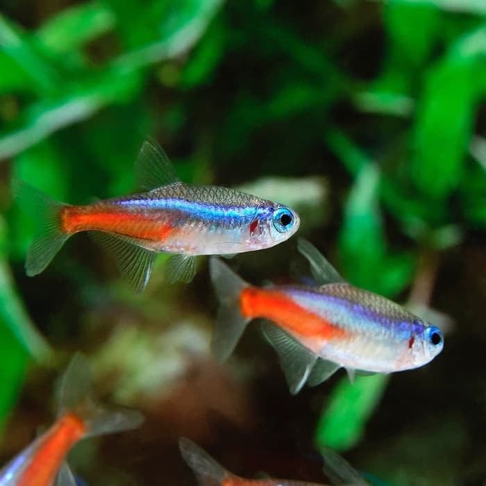 Promo Ikan Hias Neon Tetra Size M Shopee Indonesia